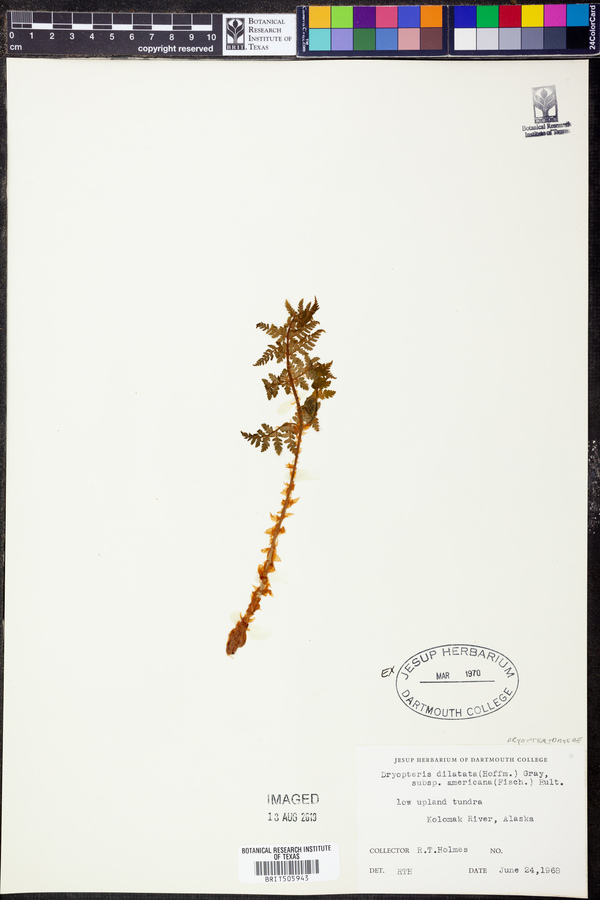 Dryopteris dilatata subsp. americana image