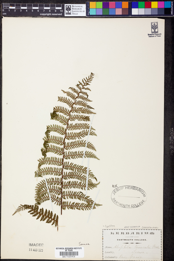 Cyathea truncata image