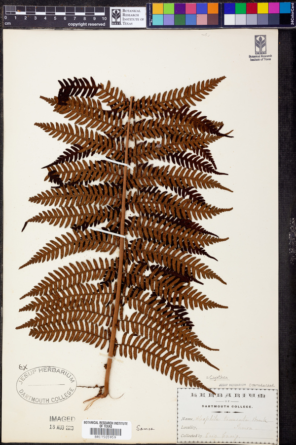 Cyathea truncata image