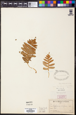 Polypodium californicum image