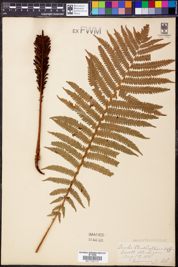 Pteretis struthiopteris image