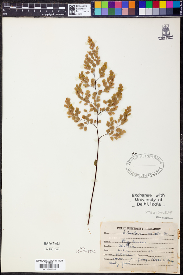 Adiantum venustum image