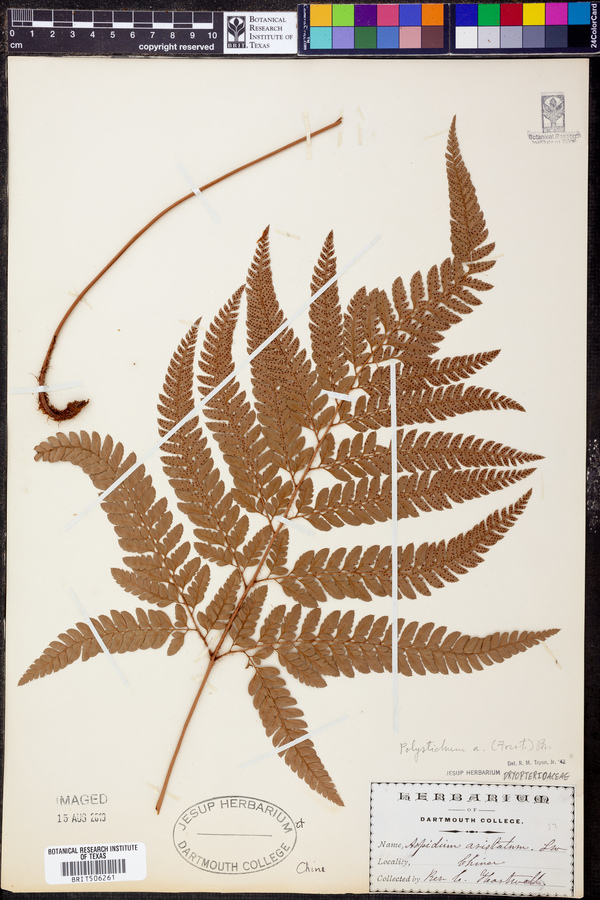 Polystichum oculatum image