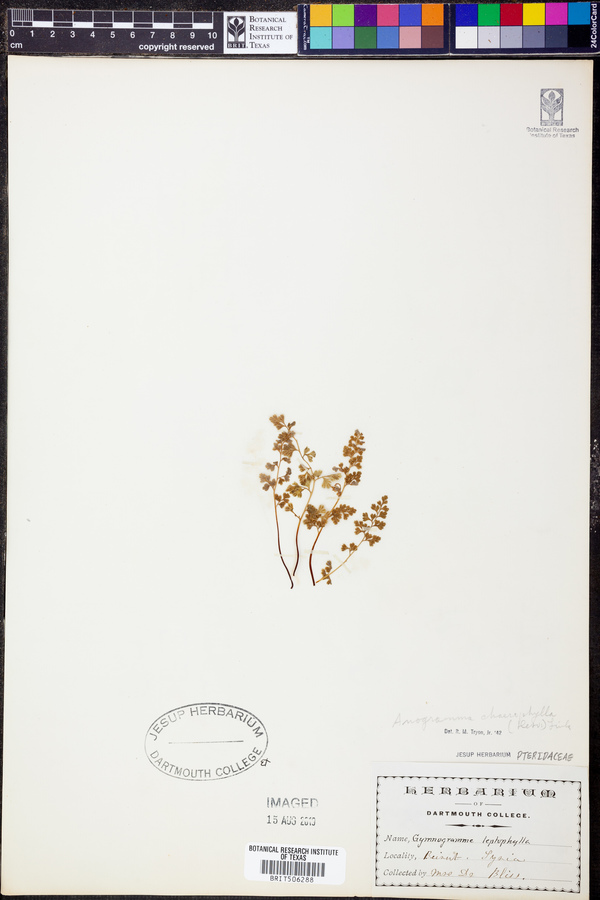 Anogramma chaerophylla image