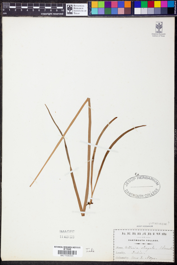 Vittaria elongata image