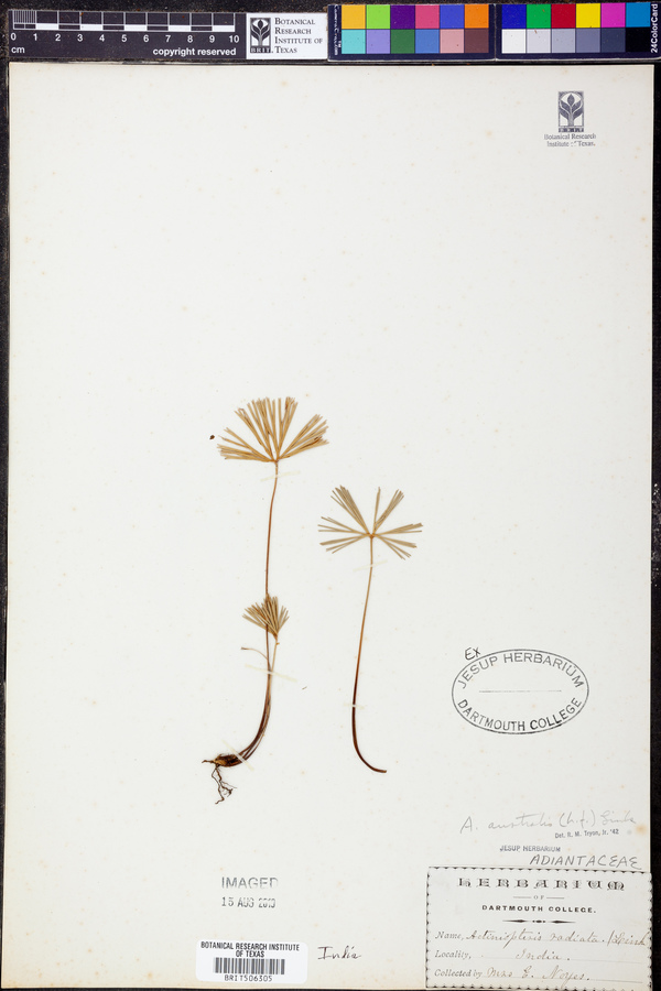Actiniopteris australis image