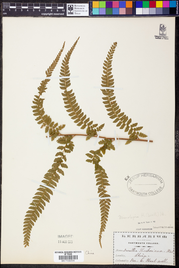 Microlepia hookeriana image