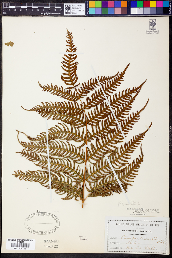 Pteris biaurita image