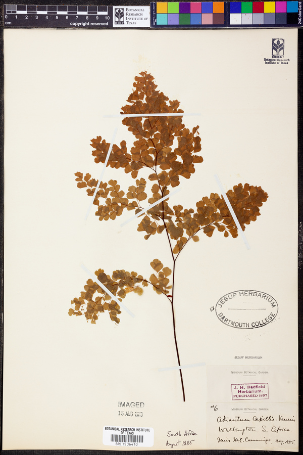 Adiantum capillus-veneris image