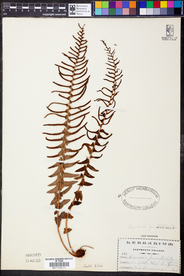 Blechnum punctulatum image