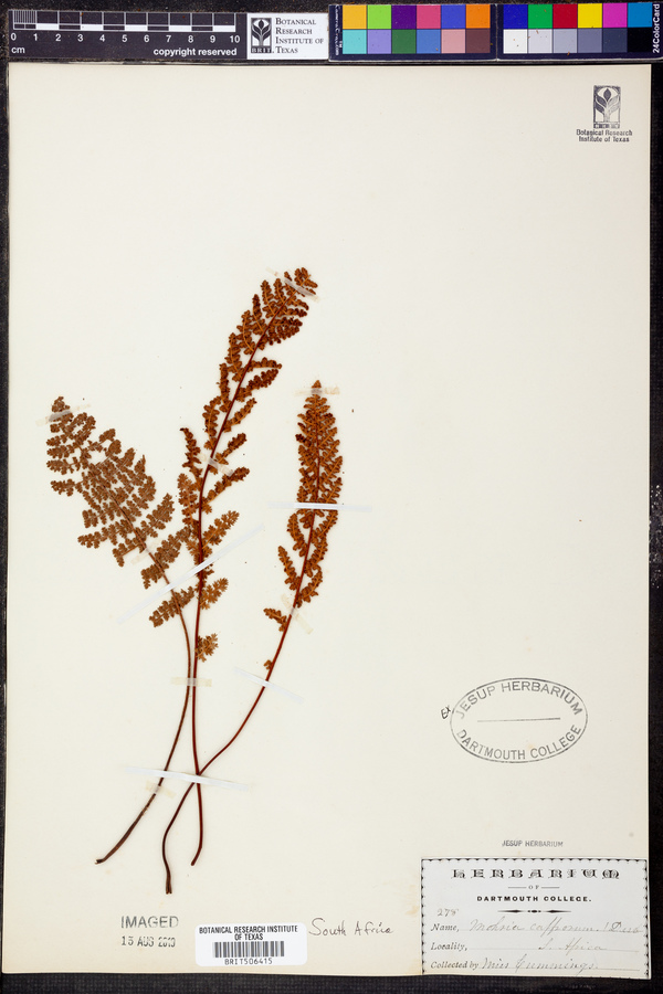 Mohria caffrorum image