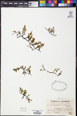 Didymoglossum montanum image