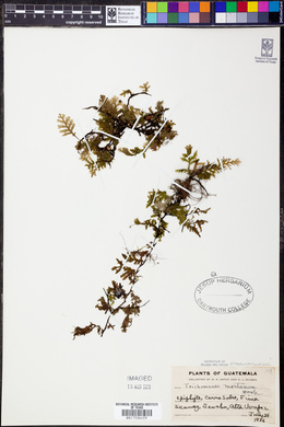 Didymoglossum montanum image