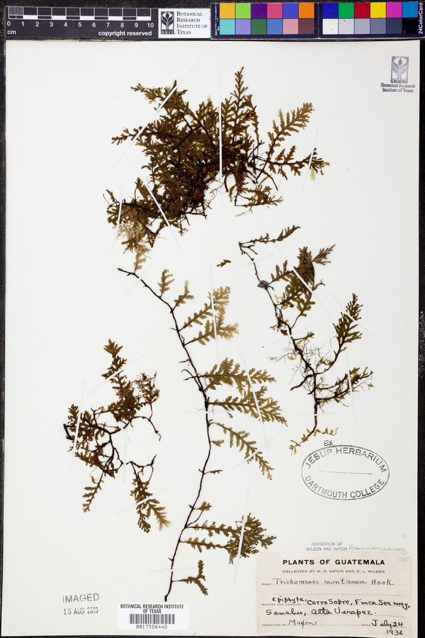 Trichomanes montanum image