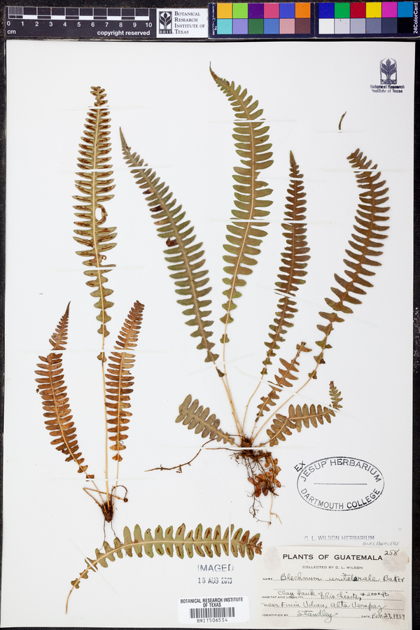 Blechnum unilaterale image