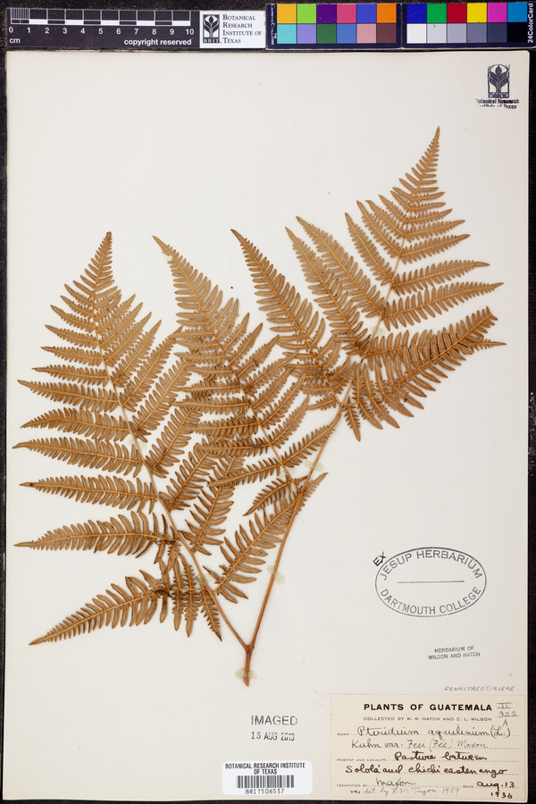 Pteridium aquilinum subsp. feei image