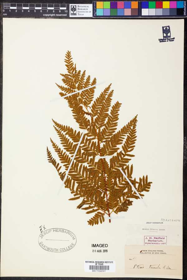 Pteris tremula image