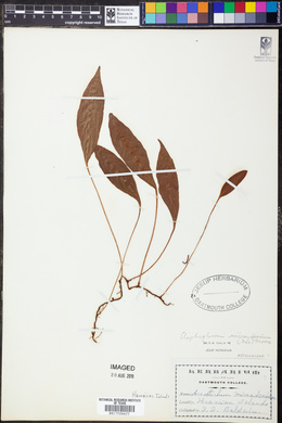 Elaphoglossum micradenium image