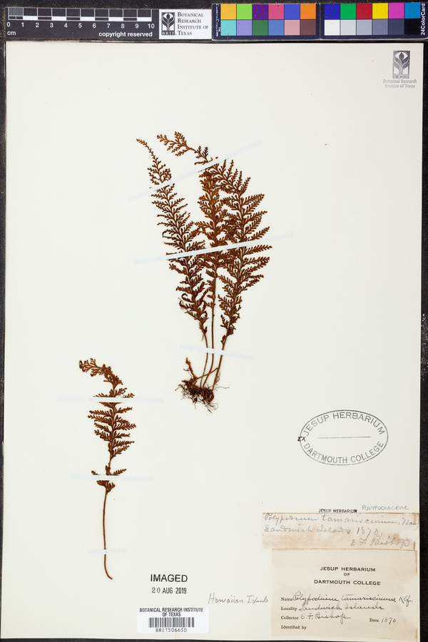 Polypodium tamariscinum image