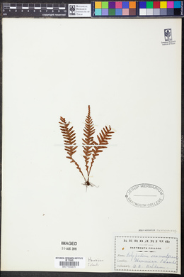 Image of Arthropteris boutoniana