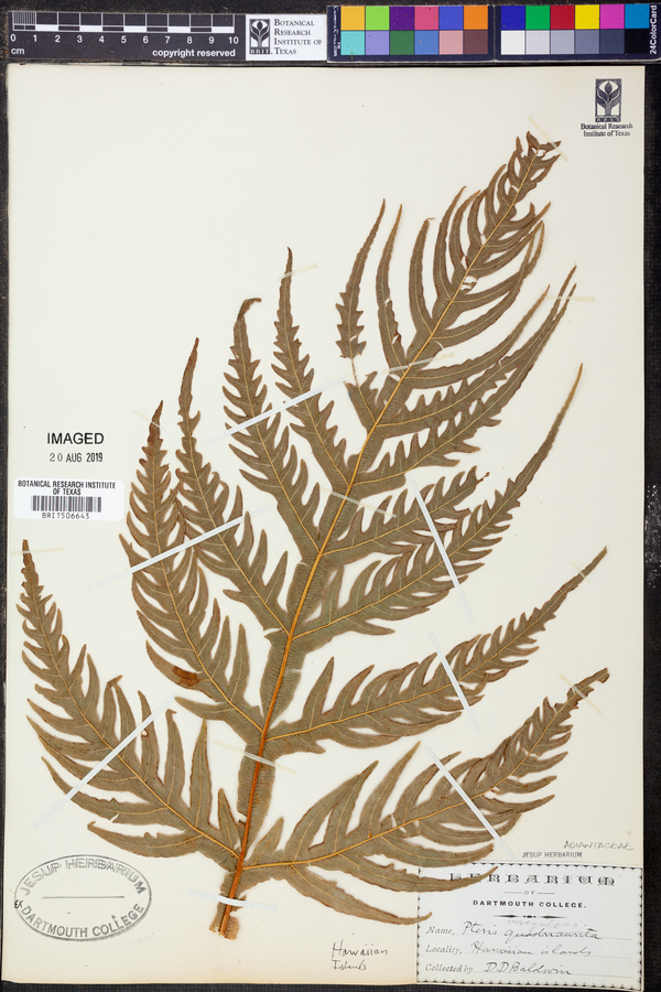 Pteris irregularis image