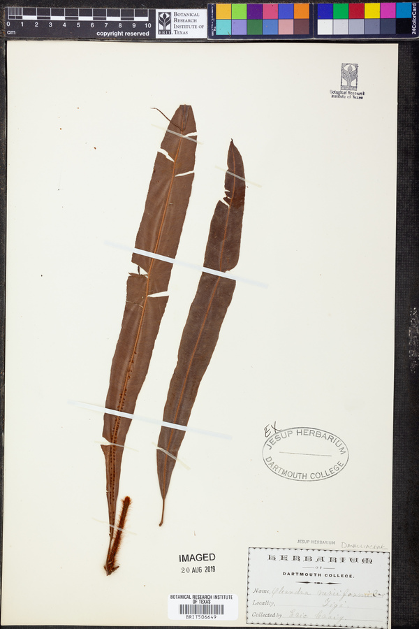 Oleandra neriiformis image