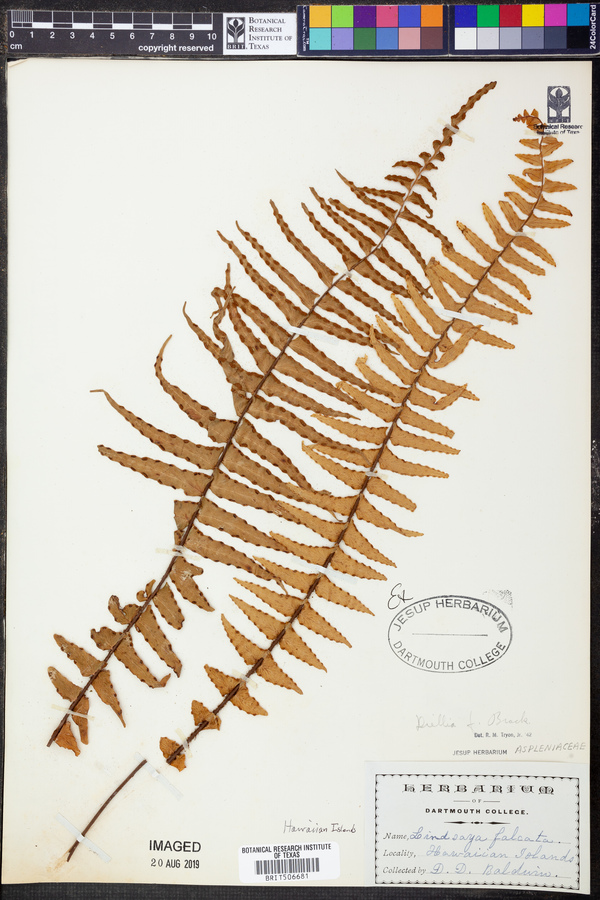 Diellia image