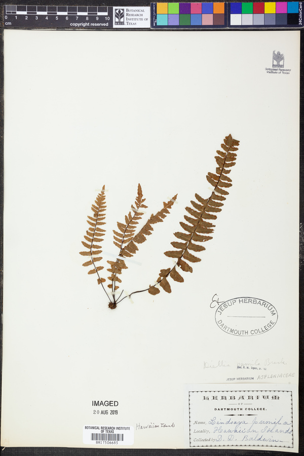 Diellia pumila image