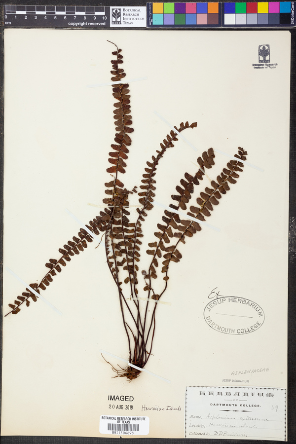 Asplenium extensum image