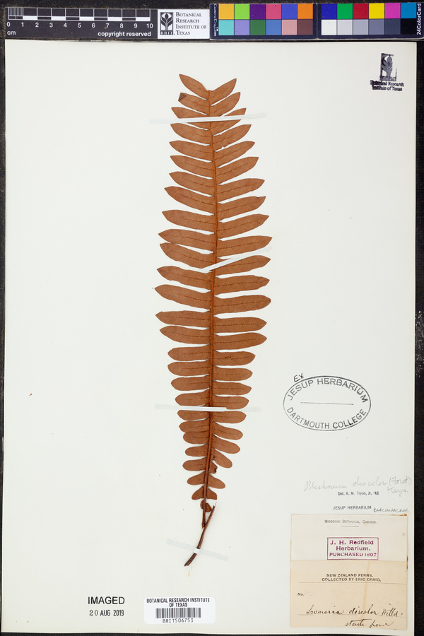 Blechnum discolor image