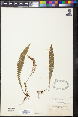Lomariocycas cycadifolia image