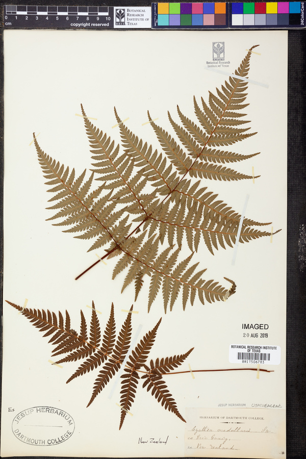 Cyathea medullaris image