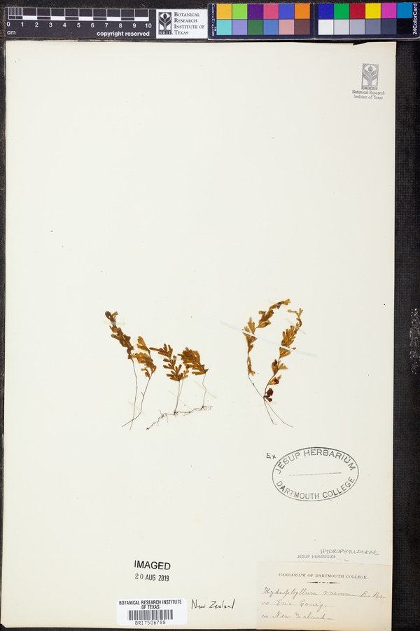 Hymenophyllum darwinii image