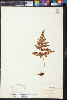 Lastreopsis velutina image