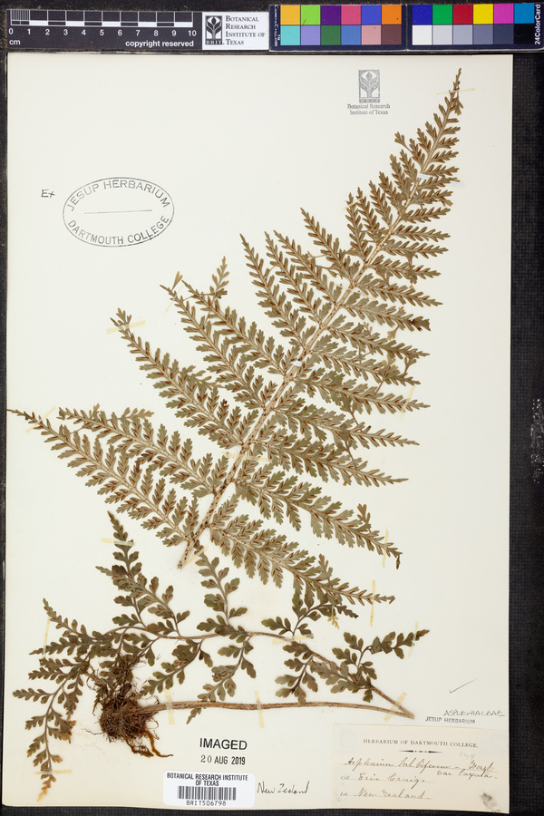 Asplenium bulbiferum subsp. bulbiferum image