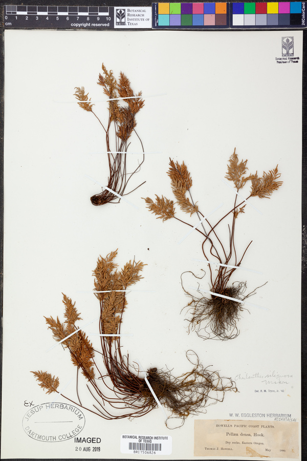 Cheilanthes siliquosa image