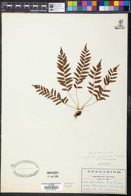 Menisciopsis cyatheoides image