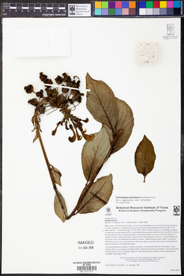 Centropogon granulosus image