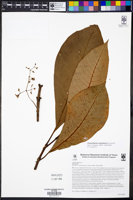 Chrysochlamys weberbaueri image