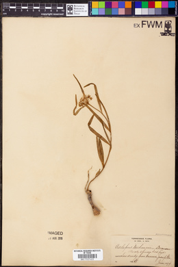 Asclepias michauxii image