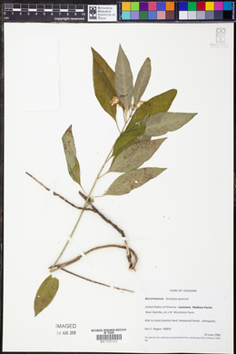 Asclepias perennis image