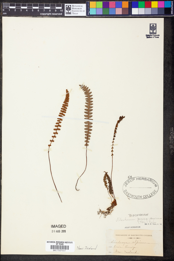 Blechnum penna-marina image