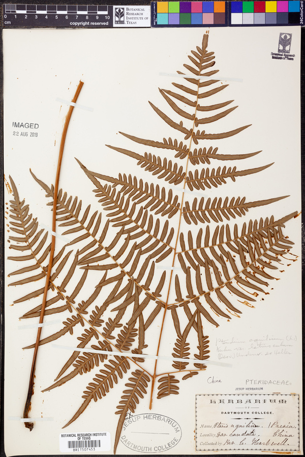 Pteridium aquilinum var. latiusculum image