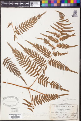 Pteridium aquilinum var. latiusculum image