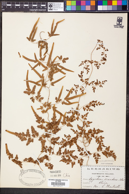 Lygodium scandens image
