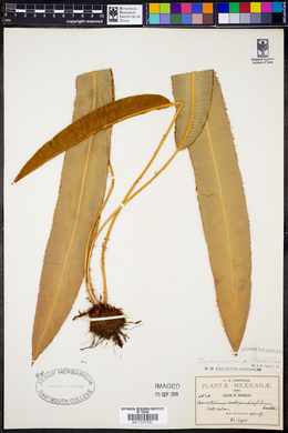 Elaphoglossum scolopendrifolium image
