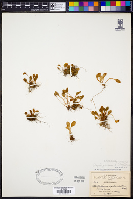 Elaphoglossum spathulatum image