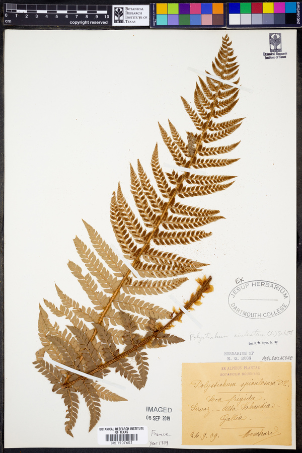 Polystichum aculeatum image