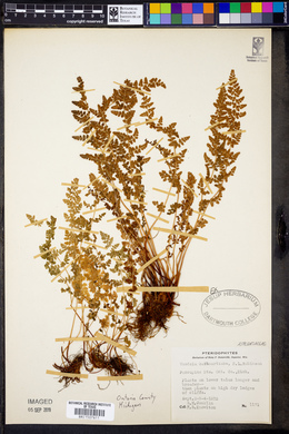 Woodsia oregana subsp. cathcartiana image