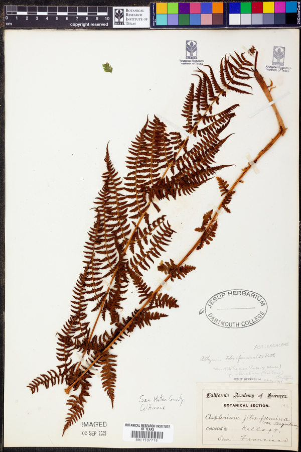 Athyrium filix-femina var. sitchense image